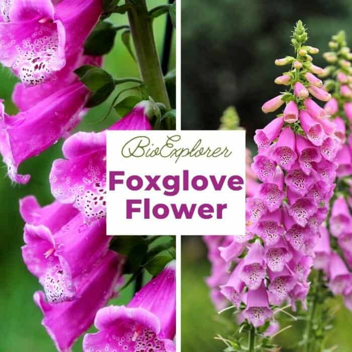 Foxglove Flower