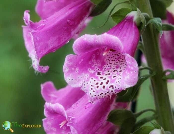 Foxglove Flowers