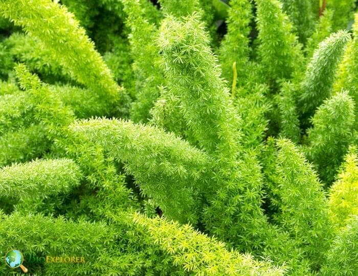 Foxtail Fern Flowering Plants