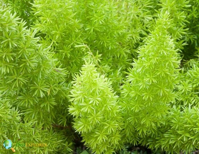 Foxtail Fern Flowers