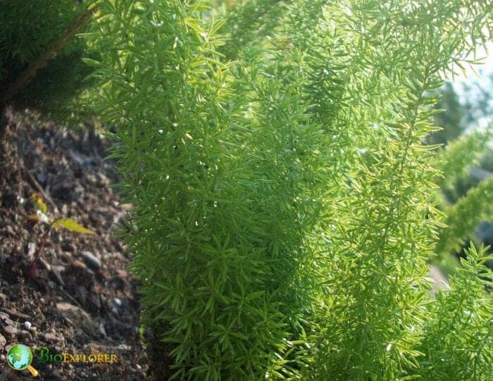 Foxtail Fern Plants