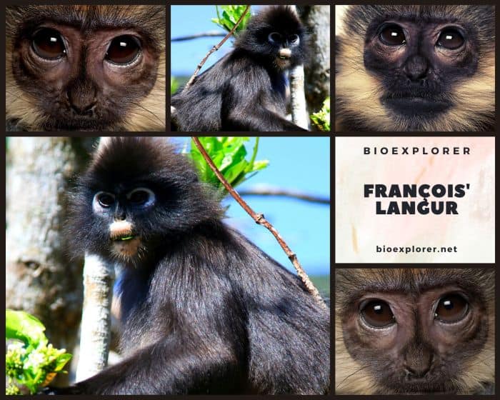 François Langur