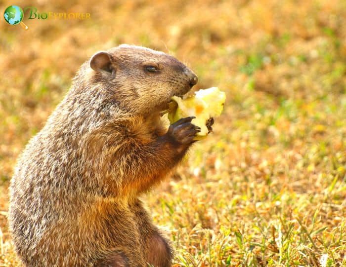 Fruits Are A Treat for Groundhogs