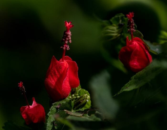 Fuchsia Magellanica