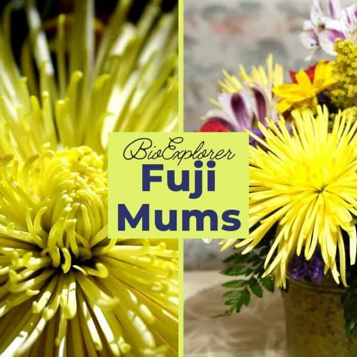 Fuji Mums