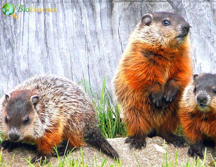 Fun Facts About Groundhogs