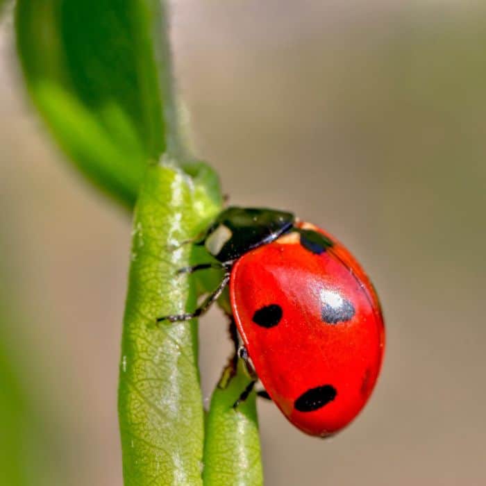 Fun Facts About The Ladybug Diet