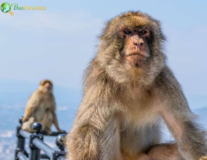 Fun Facts and Symbolism Of Gibraltar's Barbary Macaques