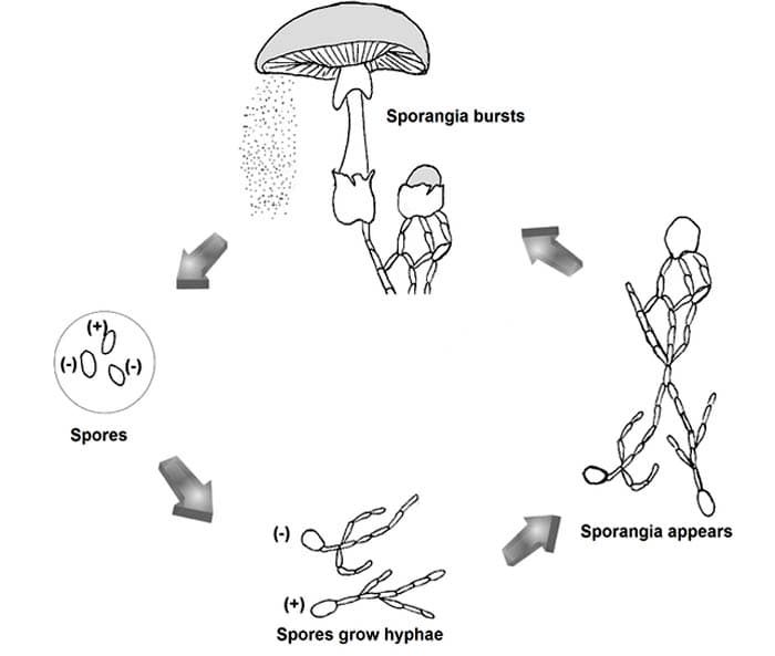 Fungi Sexual Reproduction