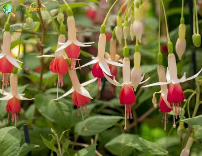 Fuschia Flowers