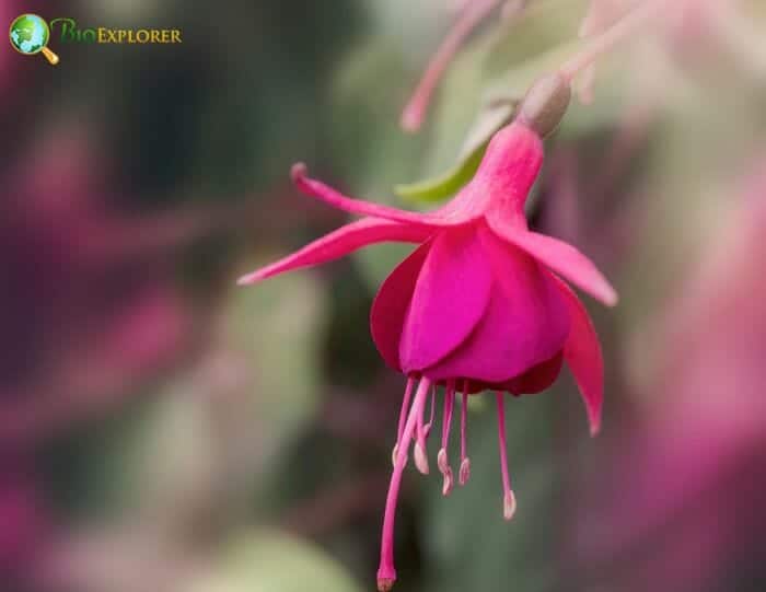 Fuschia