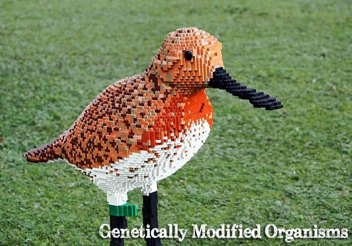 Genetically Modified Organisms