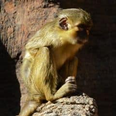 Gabon Talapoin