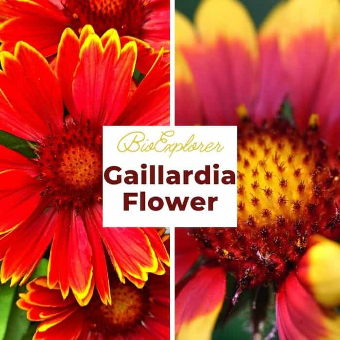 Gaillardia