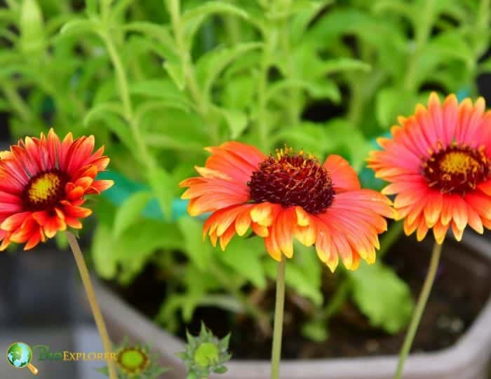 Gaillardia Flowers