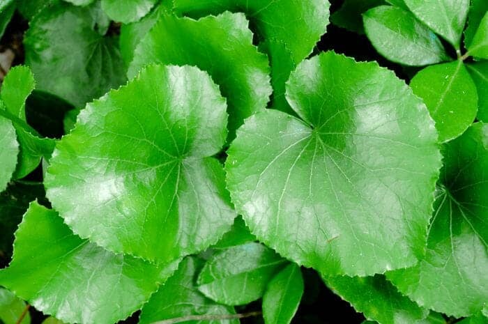 Galax Flowers