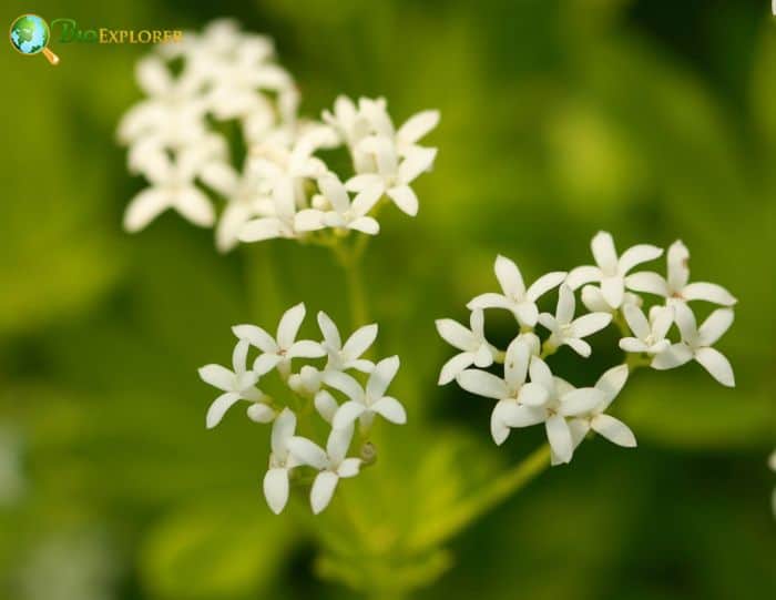 Galium Odoratum