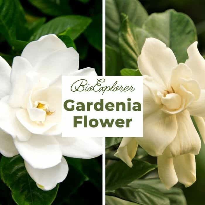 Gardenia