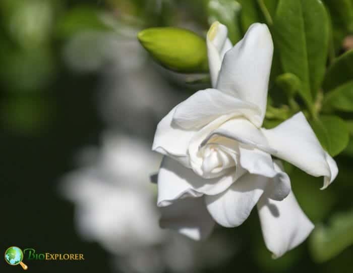 Gardenia Flower