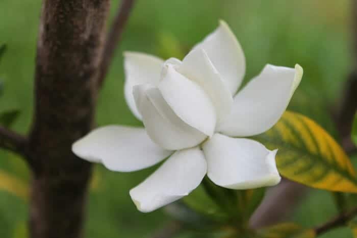 Gardenia Jasminoides