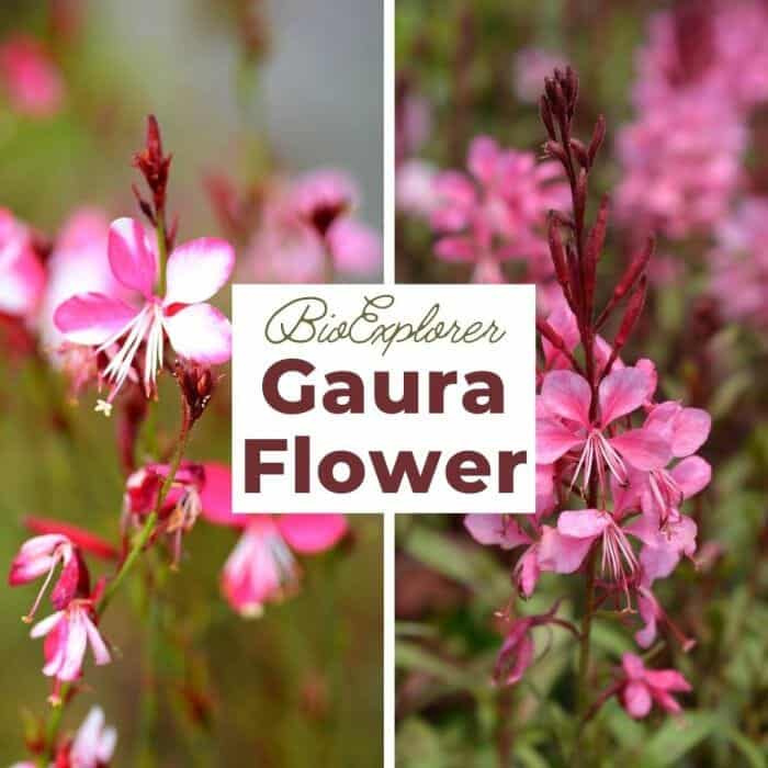 Gaura