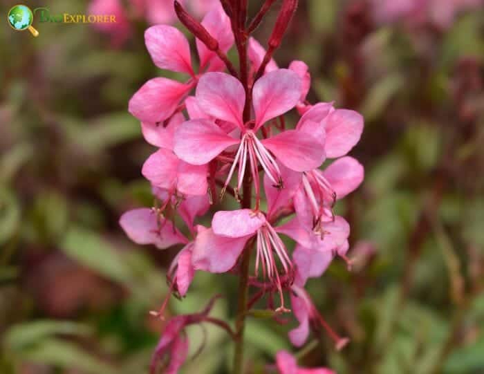 Gaura Flowers