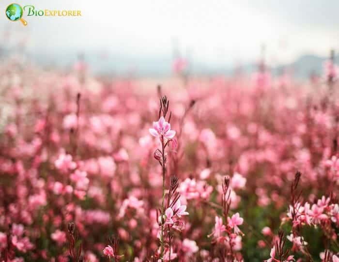 Gaura Flowers