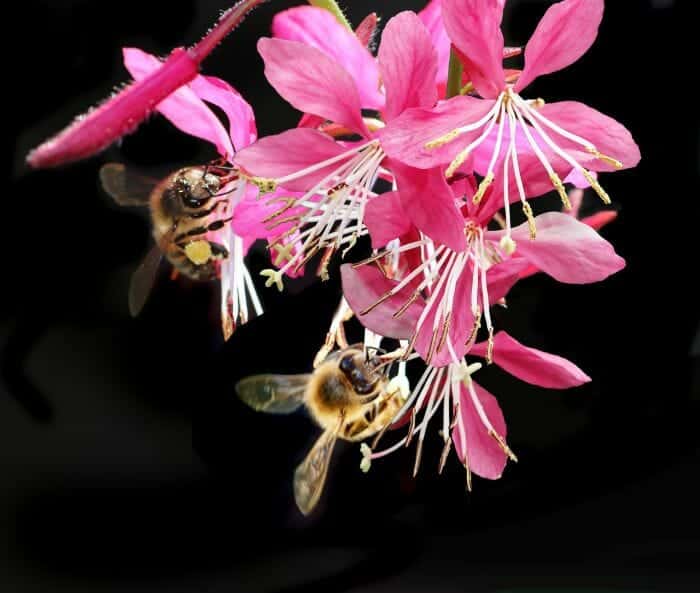 Gaura Lindheimeri