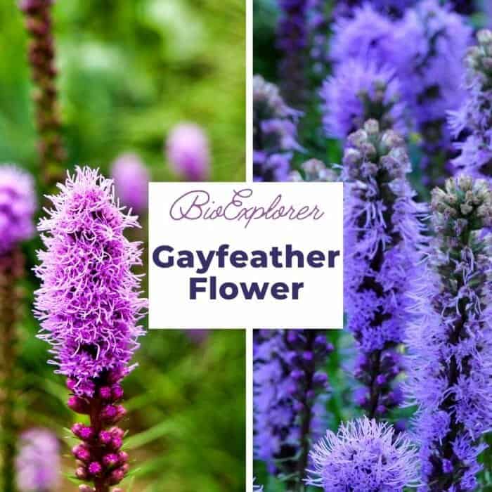 Gayfeather