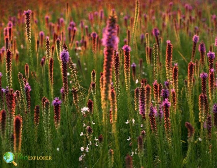 Gayfeather Flowers