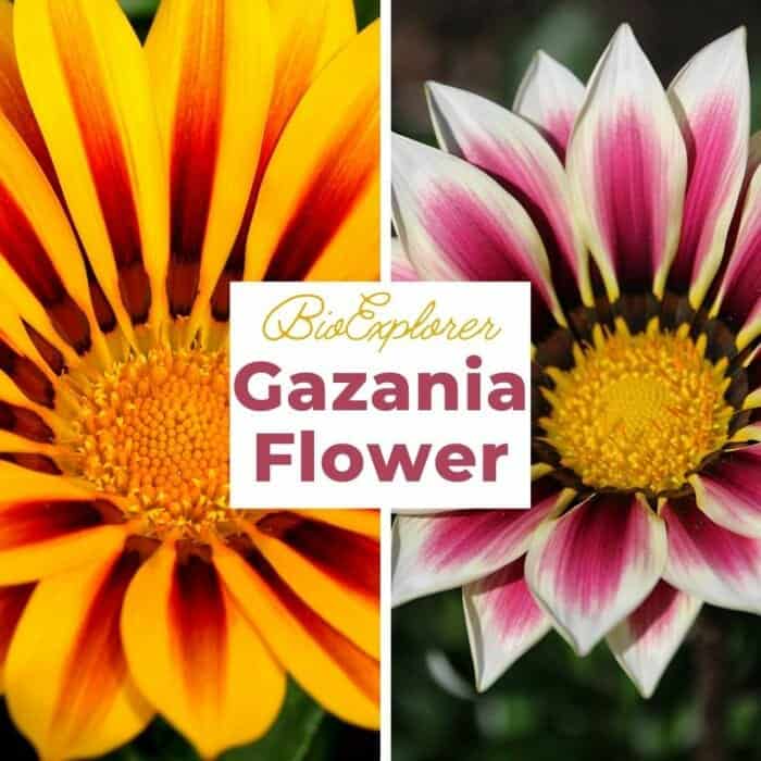 Gazania