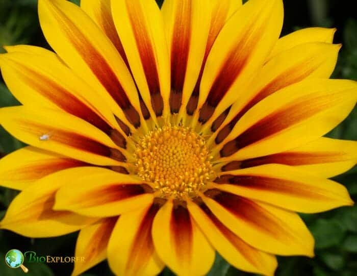 Gazania Flower