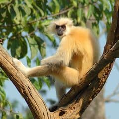 Gee's Golden Langur