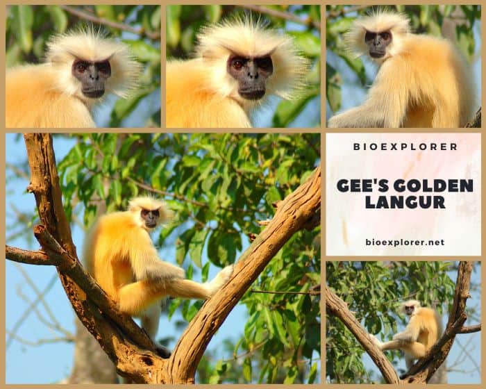 Gee's Golden Langur