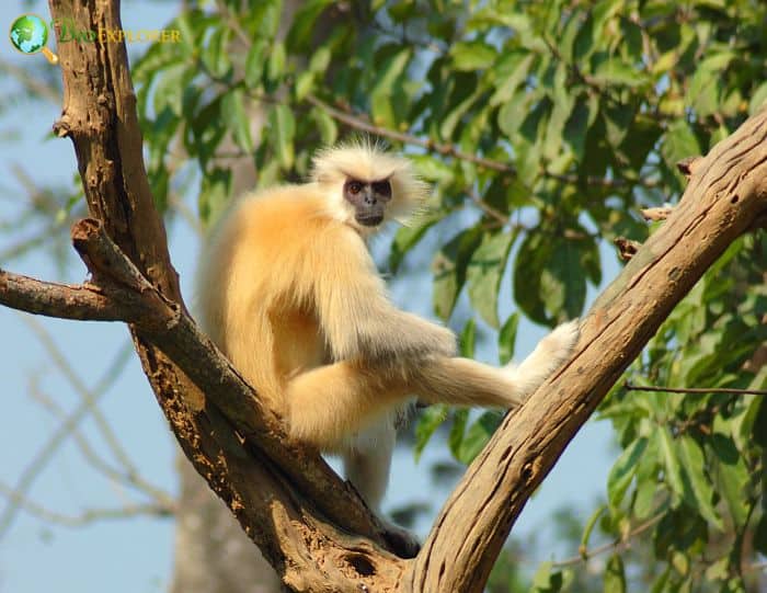 Gee's Golden Langur