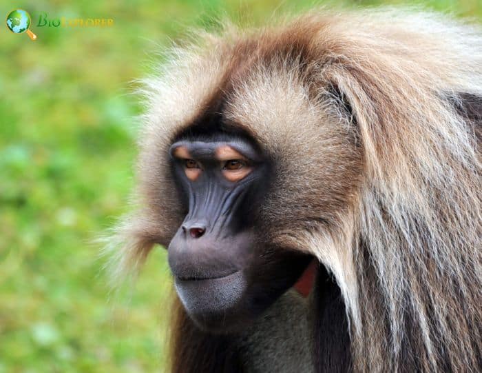 Gelada