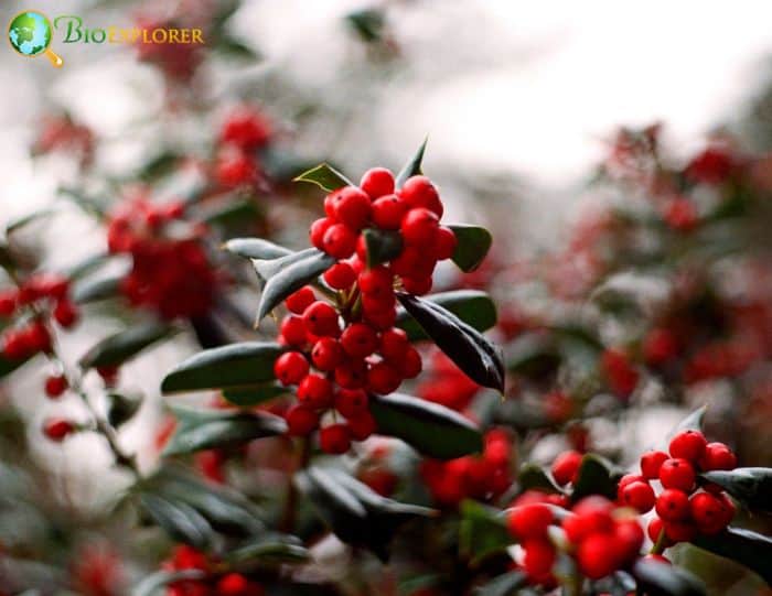 General Characteristics Of Holly Plants