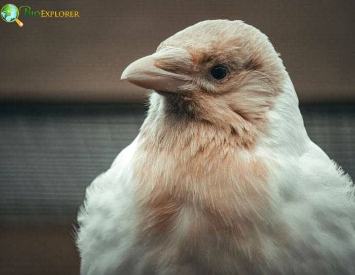 Genetic Factors Contributing To Albinism In Crows