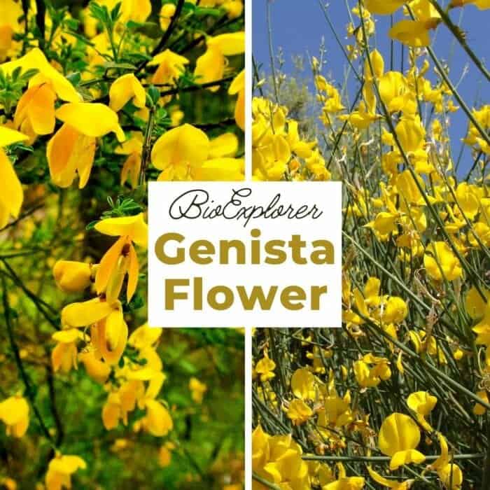 Genista