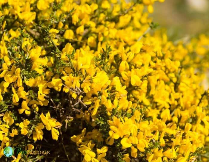 Genista Flowers