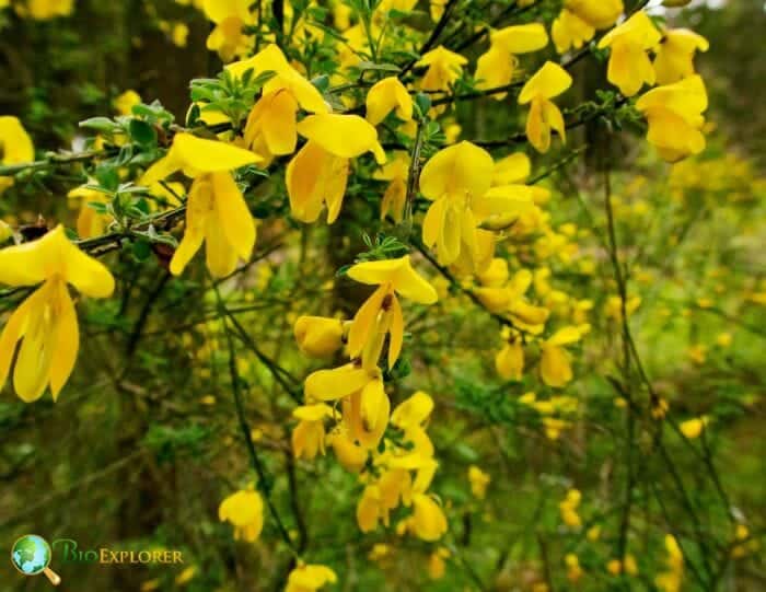 Genista Spp Flowers