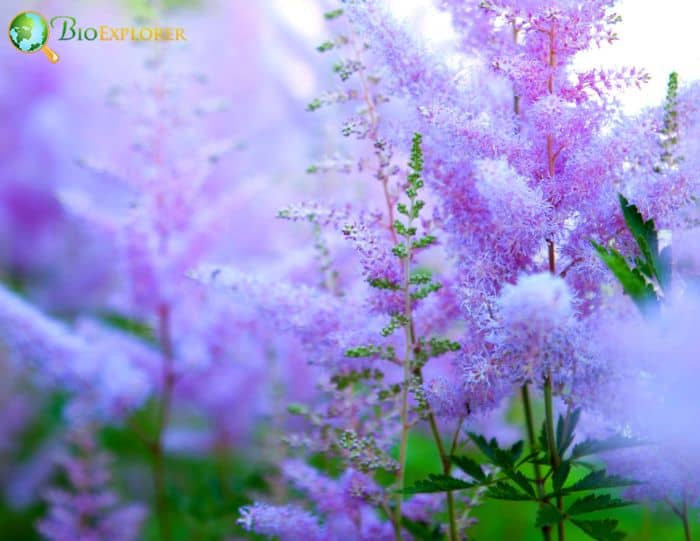 Genus Astilbes