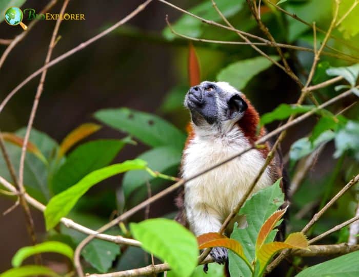 Geoffroy's Tamarin 