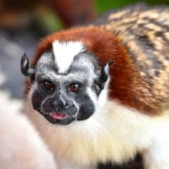 Geoffroy's Tamarin