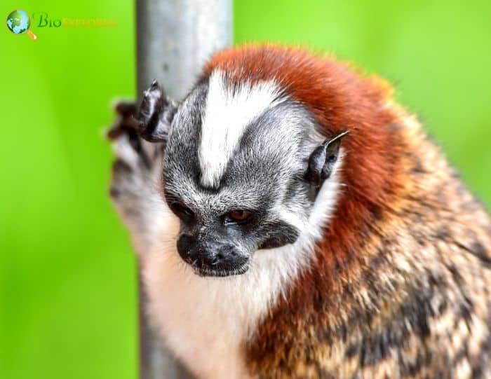 Geoffroy's Tamarin