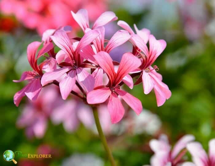 Geranium Flowers