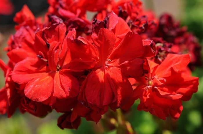 Geranium Sanguineum