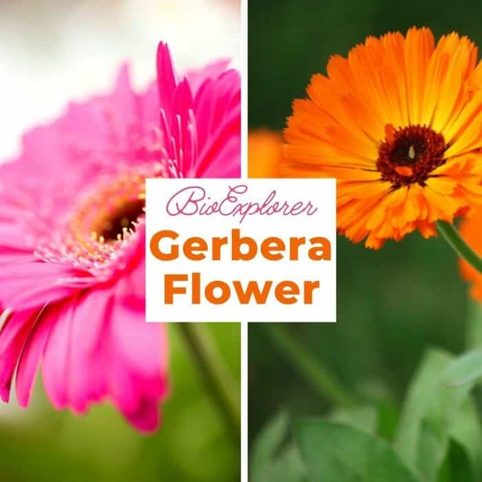 Gerbera