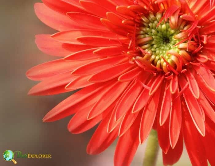 Gerbera Flower