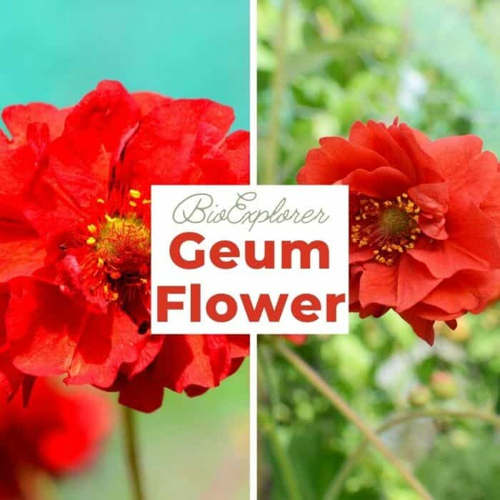 Geum